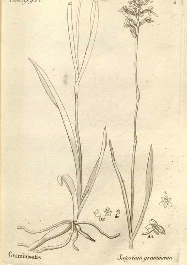 Reproducción/Reproduction 49121417991: Histoire particulière des plantes Orchidées recueillies sur les trois îles australes d'Afrique, de France, de Bourbon et de Madagascar /. Paris :L'auteur,1822.. 