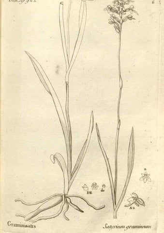 Reproducción/Reproduction 49121417991: Histoire particulière des plantes Orchidées recueillies sur les trois îles australes d'Afrique, de France, de Bourbon et de Madagascar /. Paris :L'auteur,1822.. 
