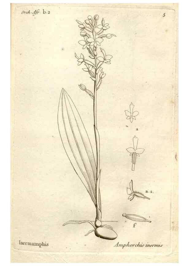 Reproducción/Reproduction 49121607847: Histoire particulière des plantes Orchidées recueillies sur les trois îles australes d'Afrique, de France, de Bourbon et de Madagascar /. Paris :L'auteur,1822.. 