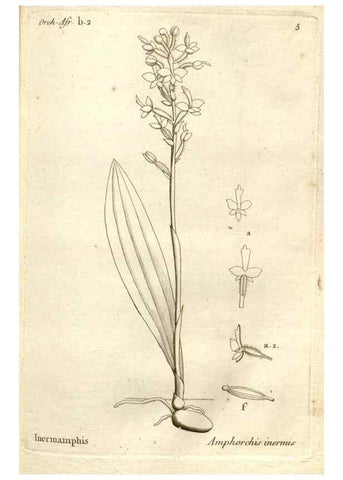 Reproducción/Reproduction 49121607847: Histoire particulière des plantes Orchidées recueillies sur les trois îles australes d'Afrique, de France, de Bourbon et de Madagascar /. Paris :L'auteur,1822.. 
