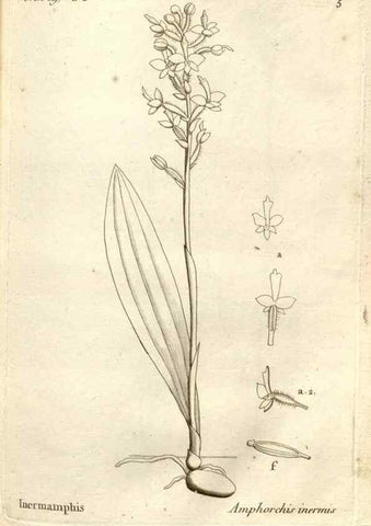 Reproducción/Reproduction 49121607847: Histoire particulière des plantes Orchidées recueillies sur les trois îles australes d'Afrique, de France, de Bourbon et de Madagascar /. Paris :L'auteur,1822.. 