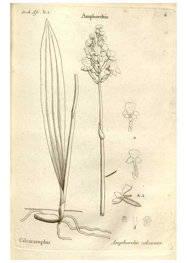 Reproducción/Reproduction 49120914363: Histoire particulière des plantes Orchidées recueillies sur les trois îles australes d'Afrique, de France, de Bourbon et de Madagascar /. Paris :L'auteur,1822.. 