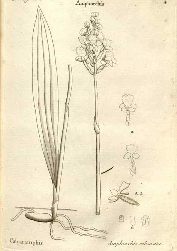 Reproducción/Reproduction 49120914363: Histoire particulière des plantes Orchidées recueillies sur les trois îles australes d'Afrique, de France, de Bourbon et de Madagascar /. Paris :L'auteur,1822.. 