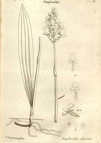Reproducción/Reproduction 49120914363: Histoire particulière des plantes Orchidées recueillies sur les trois îles australes d'Afrique, de France, de Bourbon et de Madagascar /. Paris :L'auteur,1822.. 