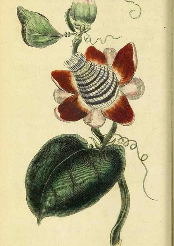 Reproducción/Reproduction 49096236481: The Naturalist's Pocket Magazine or compleat cabinet of the curiosities and beauties of nature.. London.. 