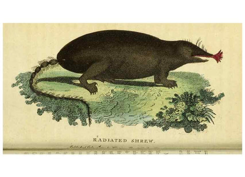 Reproducción/Reproduction 49095722708: The Naturalist's Pocket Magazine or compleat cabinet of the curiosities and beauties of nature.. London.. 
