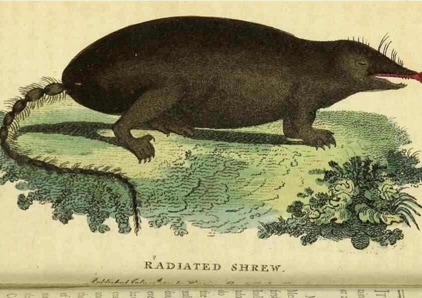 Reproducción/Reproduction 49095722708: The Naturalist's Pocket Magazine or compleat cabinet of the curiosities and beauties of nature.. London.. 
