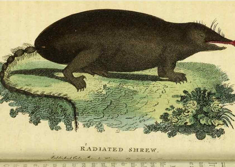 Reproducción/Reproduction 49095722708: The Naturalist's Pocket Magazine or compleat cabinet of the curiosities and beauties of nature.. London.. 