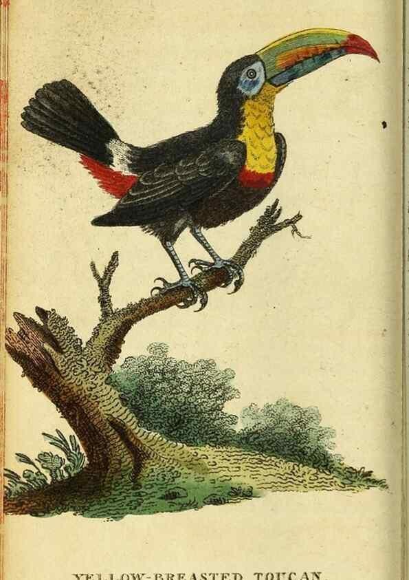 Reproducción/Reproduction 49096428542: The Naturalist's Pocket Magazine or compleat cabinet of the curiosities and beauties of nature.. London.. 