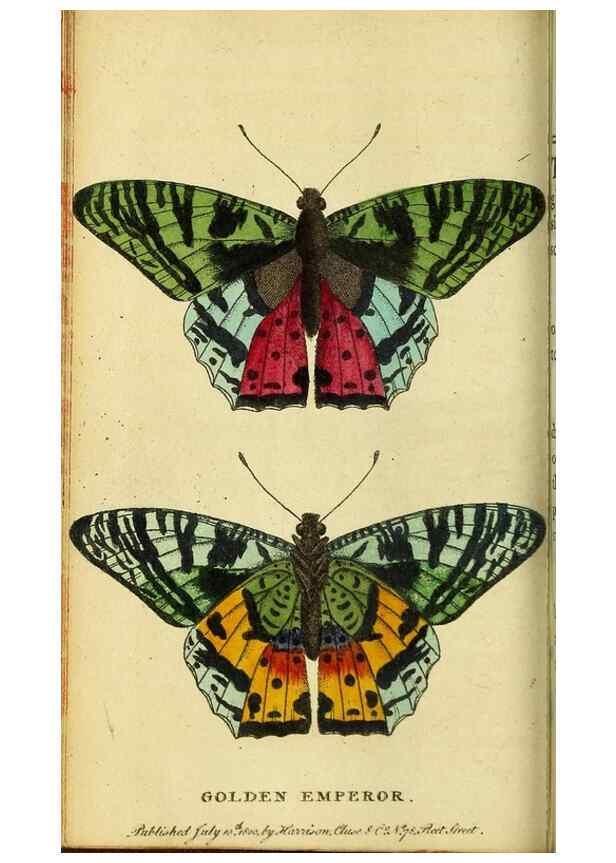 Reproducción/Reproduction 49096237601: The Naturalist's Pocket Magazine or compleat cabinet of the curiosities and beauties of nature.. London.. 