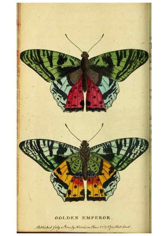 Reproducción/Reproduction 49096237601: The Naturalist's Pocket Magazine or compleat cabinet of the curiosities and beauties of nature.. London.. 