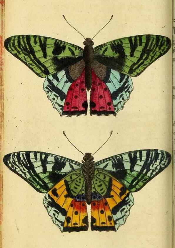 Reproducción/Reproduction 49096237601: The Naturalist's Pocket Magazine or compleat cabinet of the curiosities and beauties of nature.. London.. 