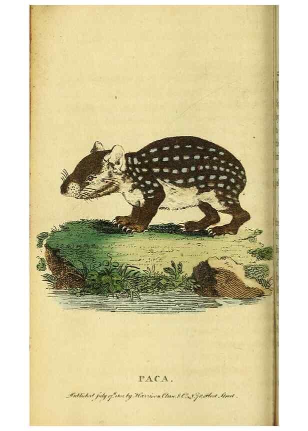 Reproducción/Reproduction 49096429342: The Naturalist's Pocket Magazine or compleat cabinet of the curiosities and beauties of nature.. London.. 