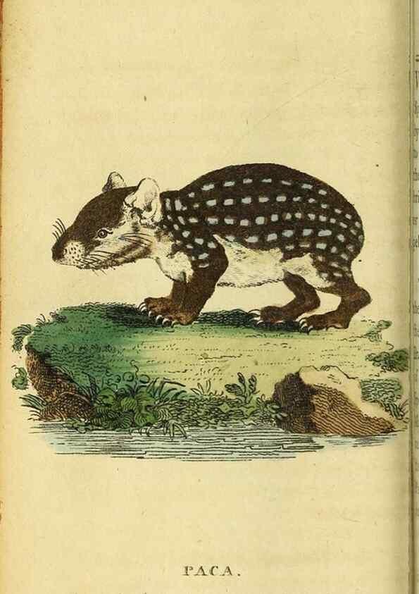Reproducción/Reproduction 49096429342: The Naturalist's Pocket Magazine or compleat cabinet of the curiosities and beauties of nature.. London.. 
