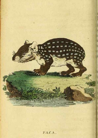 Reproducción/Reproduction 49096429342: The Naturalist's Pocket Magazine or compleat cabinet of the curiosities and beauties of nature.. London.. 