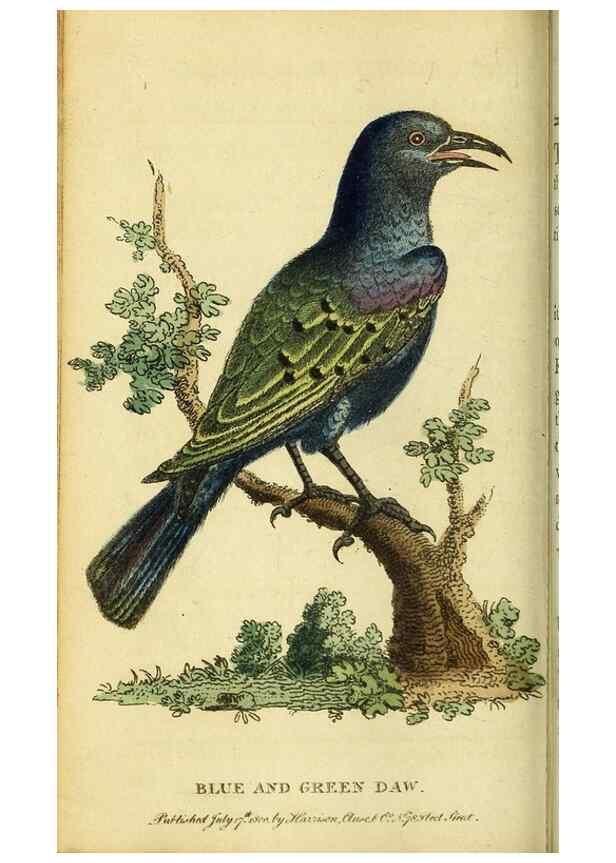 Reproducción/Reproduction 49095724008: The Naturalist's Pocket Magazine or compleat cabinet of the curiosities and beauties of nature.. London.. 