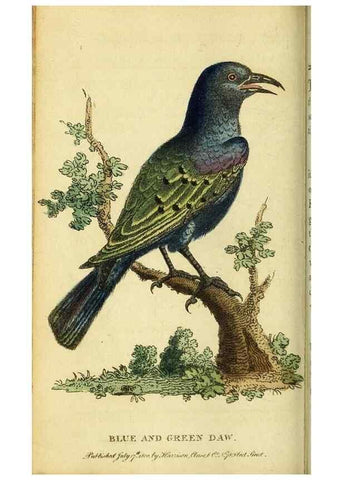 Reproducción/Reproduction 49095724008: The Naturalist's Pocket Magazine or compleat cabinet of the curiosities and beauties of nature.. London.. 