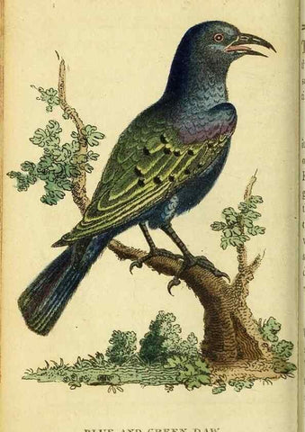Reproducción/Reproduction 49095724008: The Naturalist's Pocket Magazine or compleat cabinet of the curiosities and beauties of nature.. London.. 