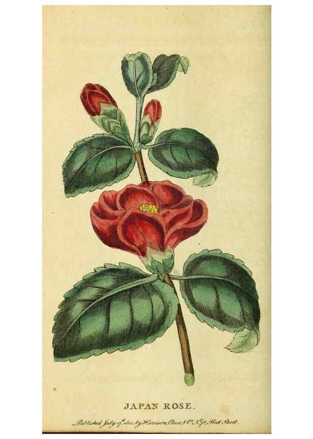 Reproducción/Reproduction 49096238576: The Naturalist's Pocket Magazine or compleat cabinet of the curiosities and beauties of nature.. London.. 
