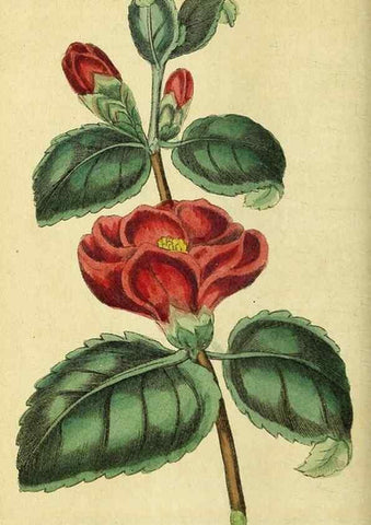 Reproducción/Reproduction 49096238576: The Naturalist's Pocket Magazine or compleat cabinet of the curiosities and beauties of nature.. London.. 