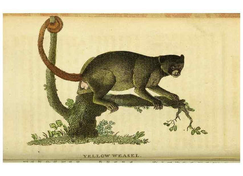 Reproducción/Reproduction 49096238816: The Naturalist's Pocket Magazine or compleat cabinet of the curiosities and beauties of nature.. London.. 