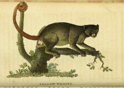 Reproducción/Reproduction 49096238816: The Naturalist's Pocket Magazine or compleat cabinet of the curiosities and beauties of nature.. London.. 
