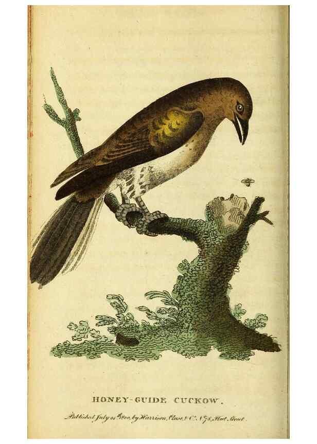 Reproducción/Reproduction 49096430687: The Naturalist's Pocket Magazine or compleat cabinet of the curiosities and beauties of nature.. London.. 