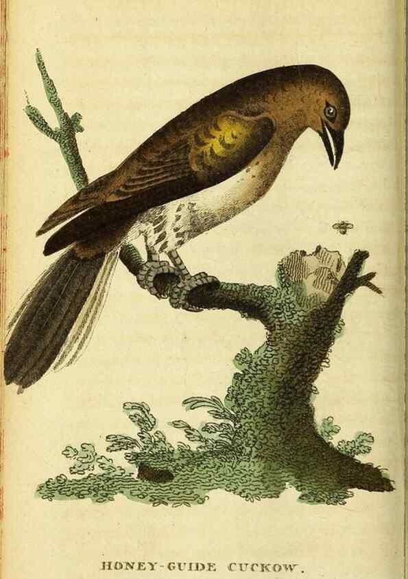 Reproducción/Reproduction 49096430687: The Naturalist's Pocket Magazine or compleat cabinet of the curiosities and beauties of nature.. London.. 