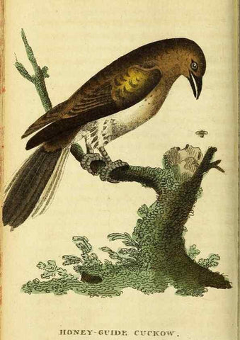 Reproducción/Reproduction 49096430687: The Naturalist's Pocket Magazine or compleat cabinet of the curiosities and beauties of nature.. London.. 
