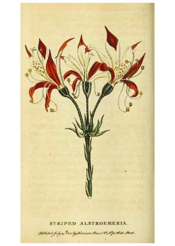 Reproducción/Reproduction 49096431047: The Naturalist's Pocket Magazine or compleat cabinet of the curiosities and beauties of nature.. London.. 