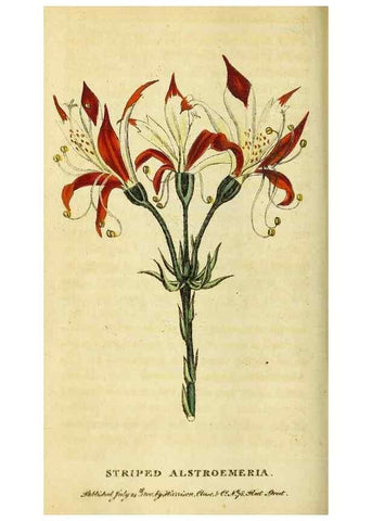 Reproducción/Reproduction 49096431047: The Naturalist's Pocket Magazine or compleat cabinet of the curiosities and beauties of nature.. London.. 