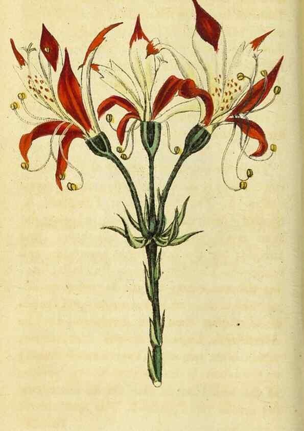 Reproducción/Reproduction 49096431047: The Naturalist's Pocket Magazine or compleat cabinet of the curiosities and beauties of nature.. London.. 