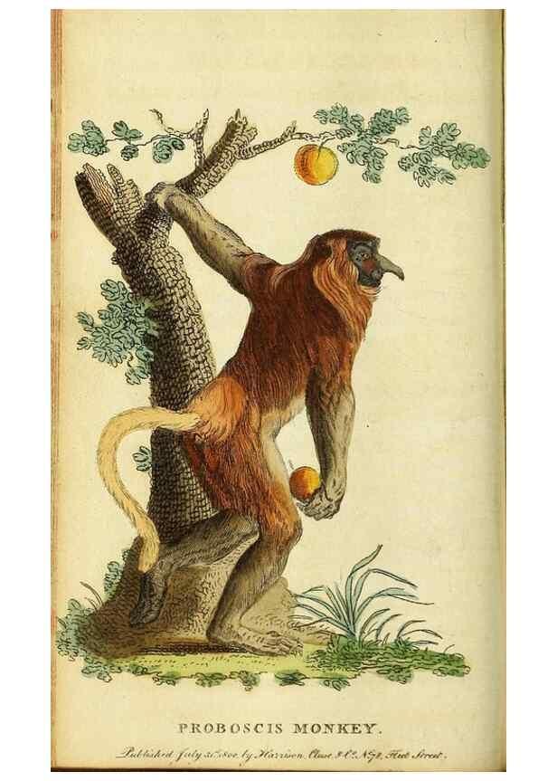 Reproducción/Reproduction 49096239936: The Naturalist's Pocket Magazine or compleat cabinet of the curiosities and beauties of nature.. London.. 