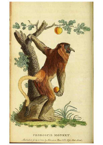 Reproducción/Reproduction 49096239936: The Naturalist's Pocket Magazine or compleat cabinet of the curiosities and beauties of nature.. London.. 