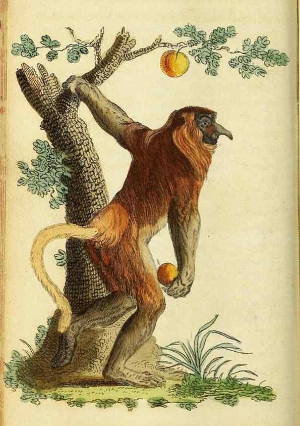 Reproducción/Reproduction 49096239936: The Naturalist's Pocket Magazine or compleat cabinet of the curiosities and beauties of nature.. London.. 