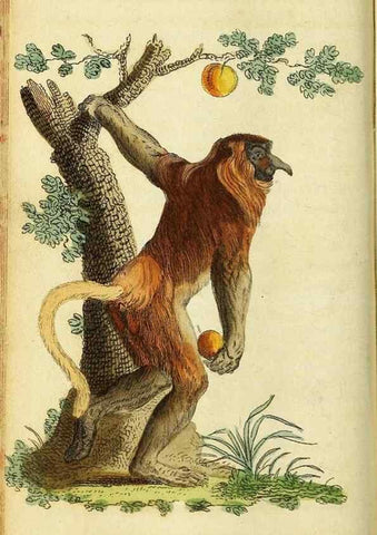 Reproducción/Reproduction 49096239936: The Naturalist's Pocket Magazine or compleat cabinet of the curiosities and beauties of nature.. London.. 
