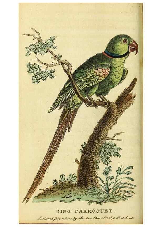 Reproducción/Reproduction 49096240441: The Naturalist's Pocket Magazine or compleat cabinet of the curiosities and beauties of nature.. London.. 