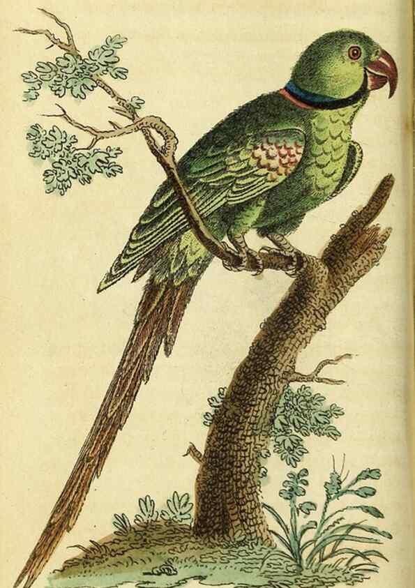 Reproducción/Reproduction 49096240441: The Naturalist's Pocket Magazine or compleat cabinet of the curiosities and beauties of nature.. London.. 
