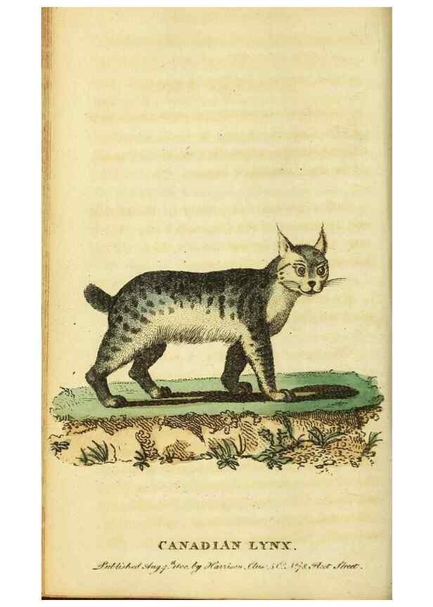 Reproducción/Reproduction 49095727043: The Naturalist's Pocket Magazine or compleat cabinet of the curiosities and beauties of nature.. London.. 