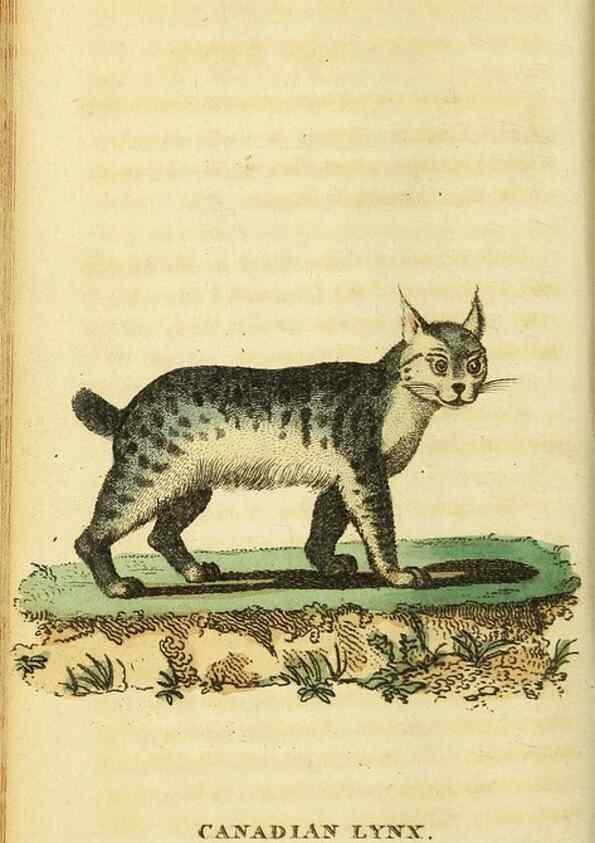 Reproducción/Reproduction 49095727043: The Naturalist's Pocket Magazine or compleat cabinet of the curiosities and beauties of nature.. London.. 