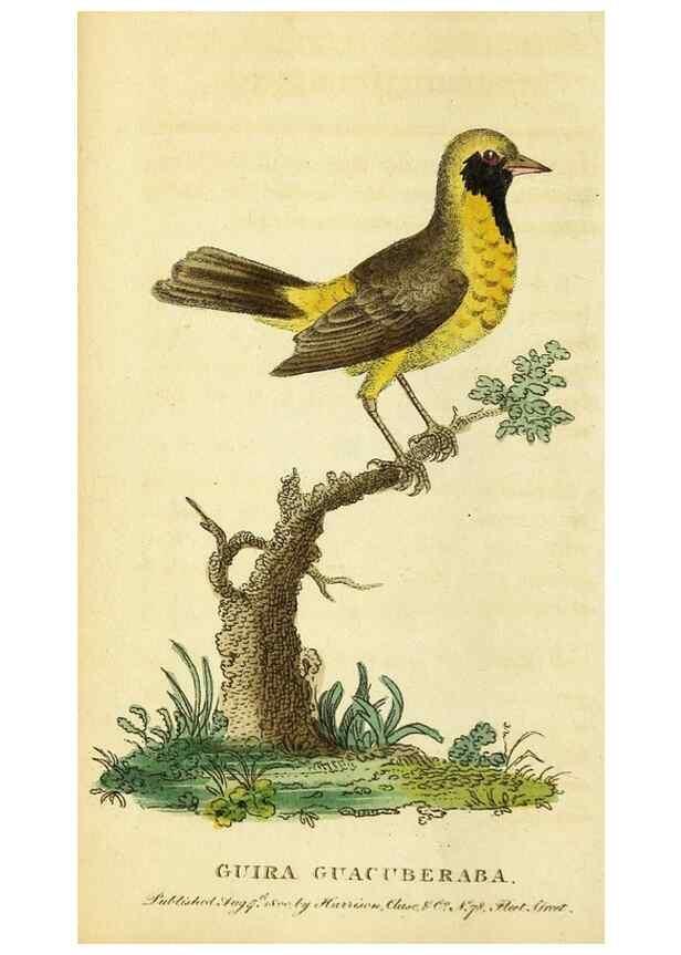 Reproducción/Reproduction 49095727318: The Naturalist's Pocket Magazine or compleat cabinet of the curiosities and beauties of nature.. London.. 