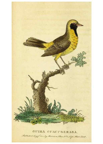 Reproducción/Reproduction 49095727318: The Naturalist's Pocket Magazine or compleat cabinet of the curiosities and beauties of nature.. London.. 