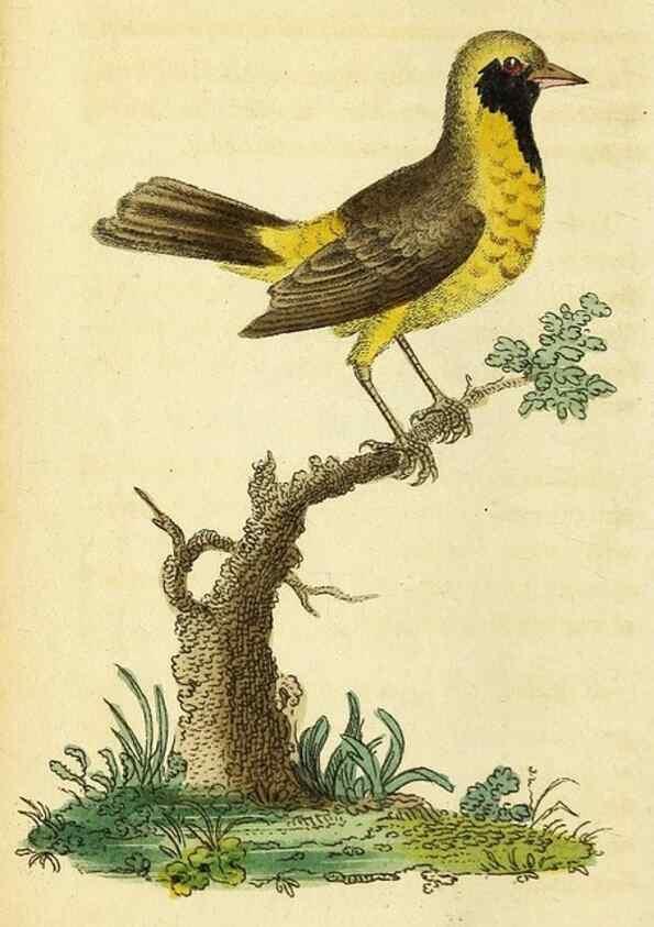 Reproducción/Reproduction 49095727318: The Naturalist's Pocket Magazine or compleat cabinet of the curiosities and beauties of nature.. London.. 