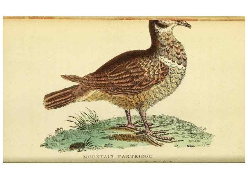Reproducción/Reproduction 49096236031: The Naturalist's Pocket Magazine or compleat cabinet of the curiosities and beauties of nature.. London.. 