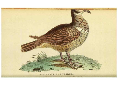 Reproducción/Reproduction 49096236031: The Naturalist's Pocket Magazine or compleat cabinet of the curiosities and beauties of nature.. London.. 