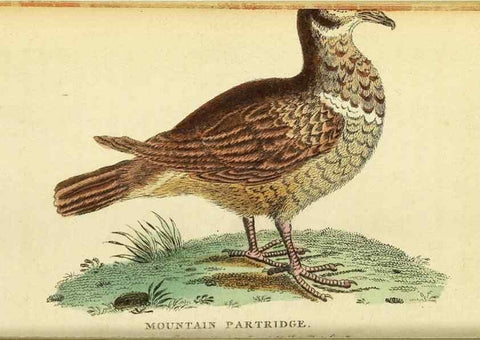 Reproducción/Reproduction 49096236031: The Naturalist's Pocket Magazine or compleat cabinet of the curiosities and beauties of nature.. London.. 