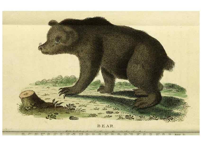 Reproducción/Reproduction 49096235601: The Naturalist's Pocket Magazine or compleat cabinet of the curiosities and beauties of nature.. London.. 