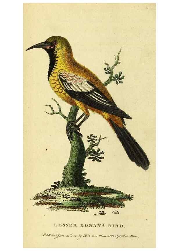 Reproducción/Reproduction 49096426667: The Naturalist's Pocket Magazine or compleat cabinet of the curiosities and beauties of nature.. London.. 