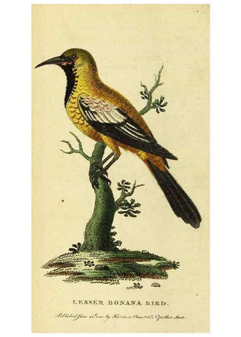 Reproducción/Reproduction 49096426667: The Naturalist's Pocket Magazine or compleat cabinet of the curiosities and beauties of nature.. London.. 