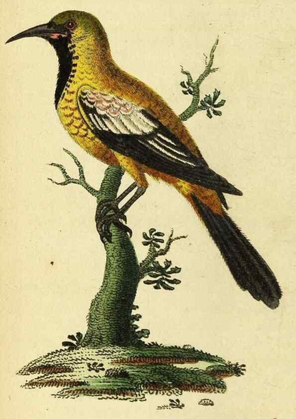 Reproducción/Reproduction 49096426667: The Naturalist's Pocket Magazine or compleat cabinet of the curiosities and beauties of nature.. London.. 